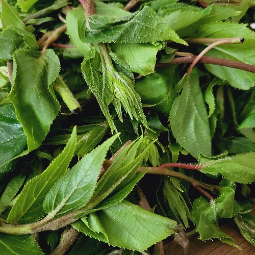 칠갑마루 청양산채 산지직송 토종키위 다래순 잎 500g